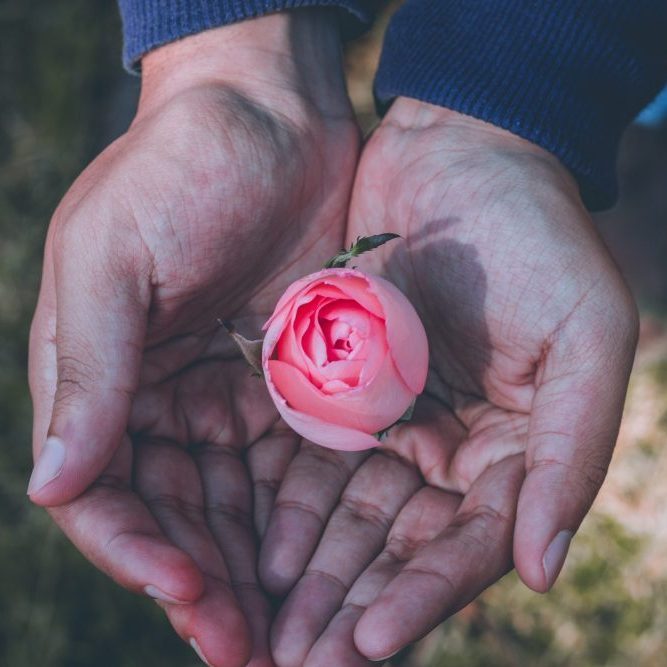 2 hands holding a pink rose