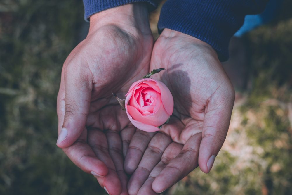 2 hands holding a pink rose