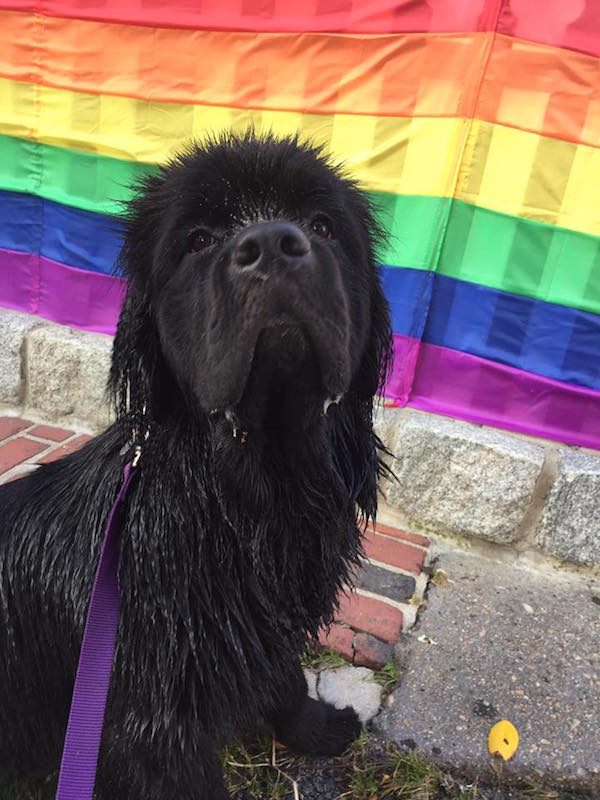 Black dog in front of rainbow flag