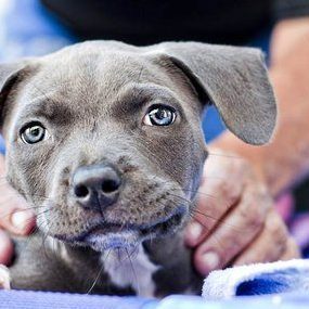 grey puppy having theraphy