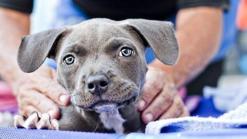 grey puppy having theraphy