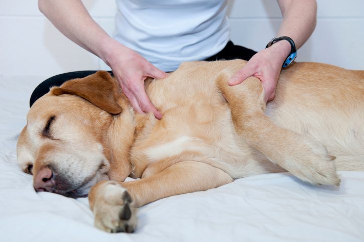 Labrador is getting a Pet Massage