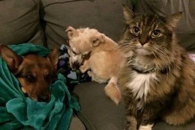 2 dogs and a cat on a lounge