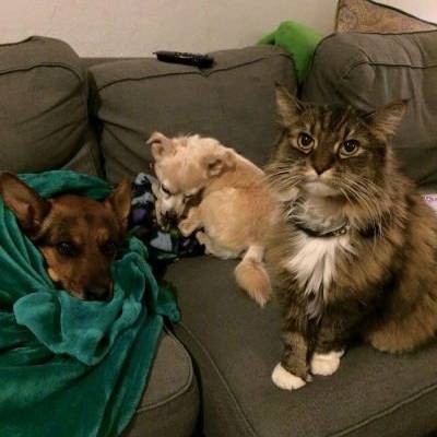 2 dogs and a cat on a lounge