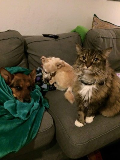 2 dogs and a cat on a lounge