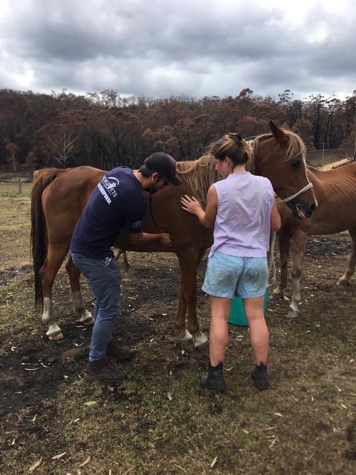 DR Ben checking local livestock