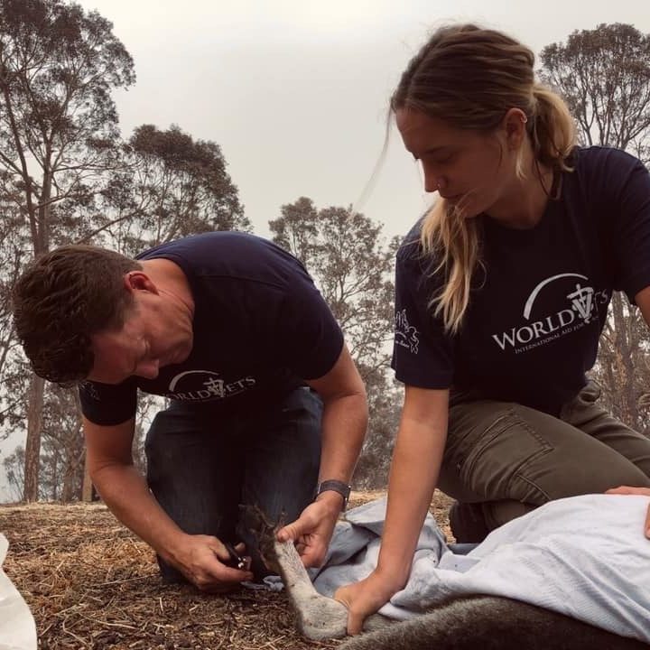 Dr Simon treating wildlife