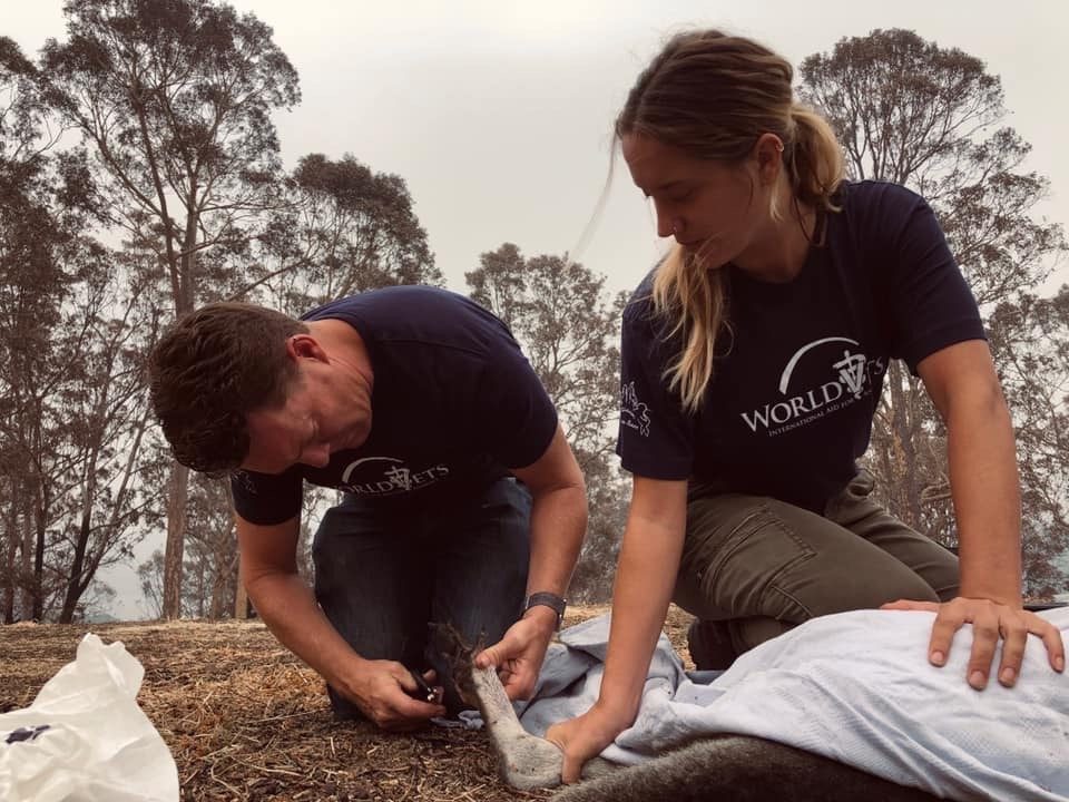 Dr Simon treating wildlife