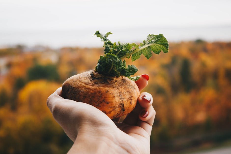 female hand holding potato