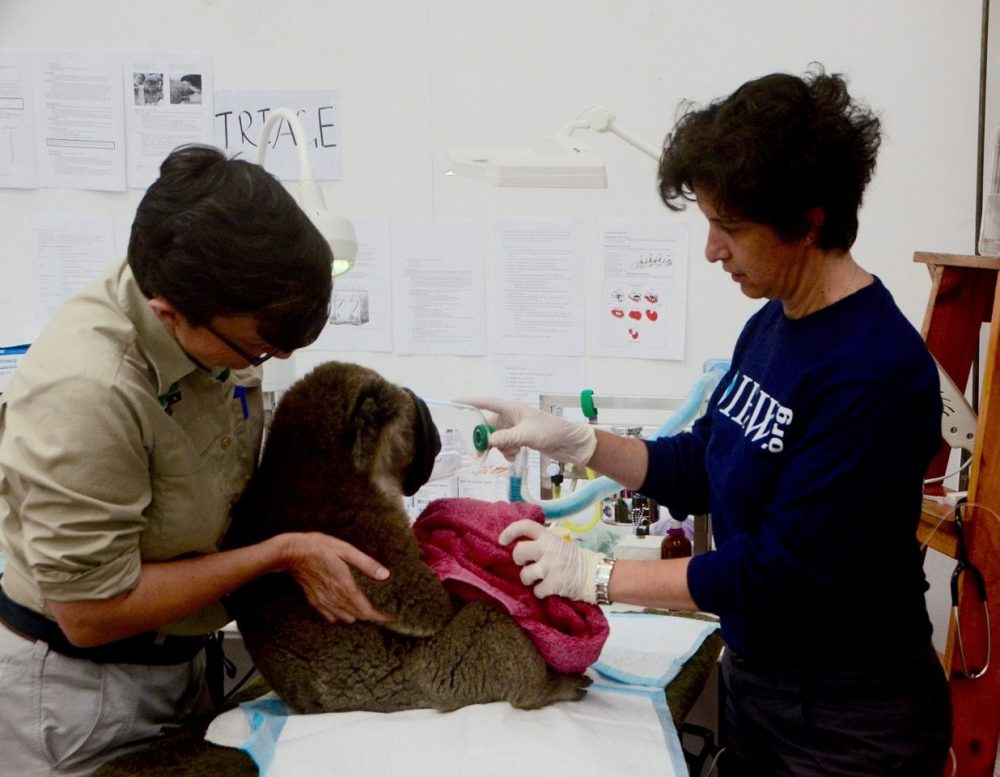 DR. KATE BODLEY (MELBOURNE ZOO) AND VALERIA RUOPPOLO TREAT A KOALA INJURED IN THE 2016 BUSHFIRES. © IFAW