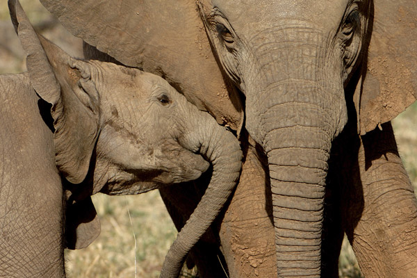 African Elephant mother and baby