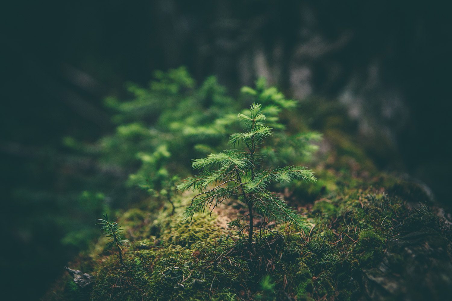 small pinetree on forest floor