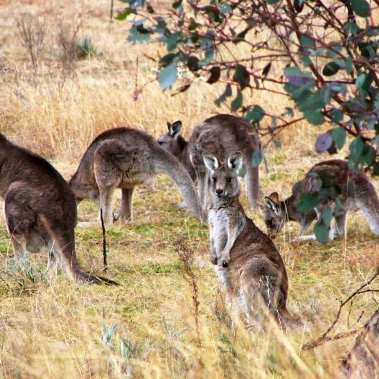 Kangaroos in Canberra