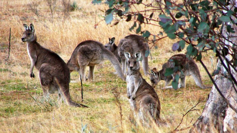 Kangaroos in Canberra