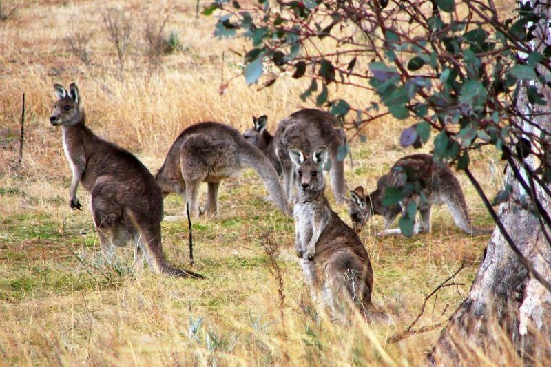 Kangaroos in Canberra
