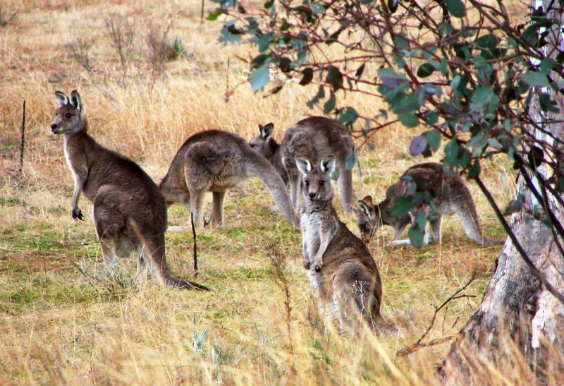 Kangaroos in Canberra