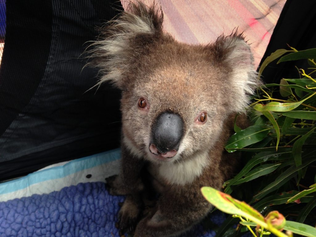 Baby Koala