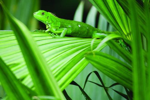 green iguana on a palm plant in corcovado national park