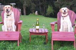 2 dogs sitting on pink chairs