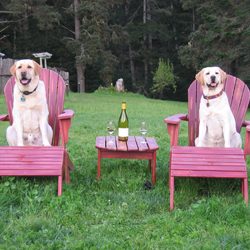 2 dogs sitting on pink chairs