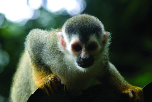 small monkey costa rica