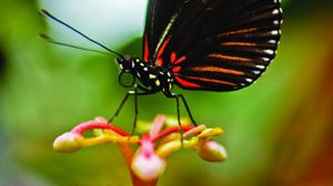 Travel_CostaRica_butterfly_AndresOjeda