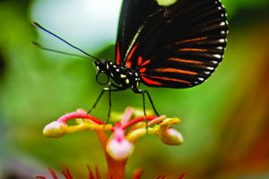 Travel_CostaRica_butterfly_AndresOjeda