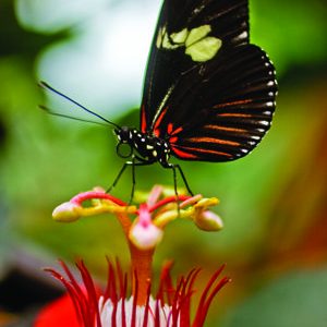 Travel_CostaRica_butterfly_AndresOjeda