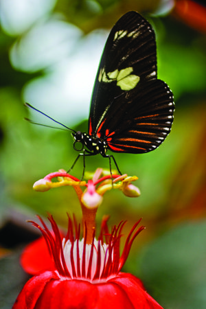 Travel CostaRica butterfly