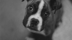 puppy dog