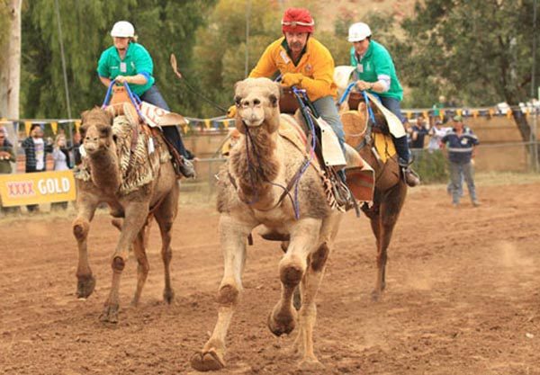 Alice Springs Camel Cup