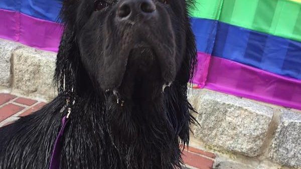 Black dog in front of rainbow flag