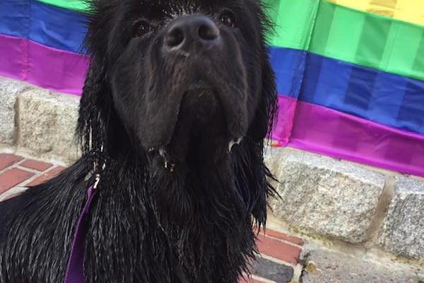 Black dog in front of rainbow flag