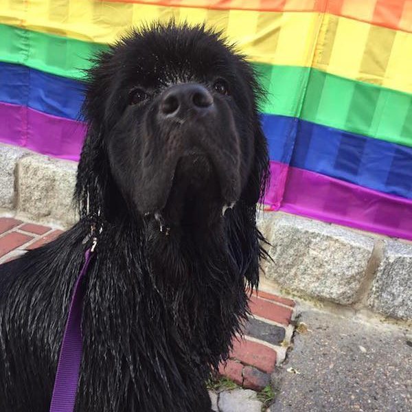 Black dog in front of rainbow flag