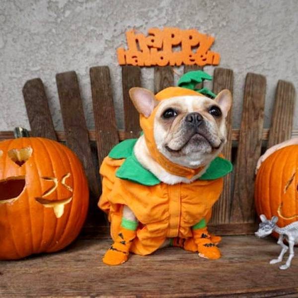 Halloween Costumes For A Feminist Dog