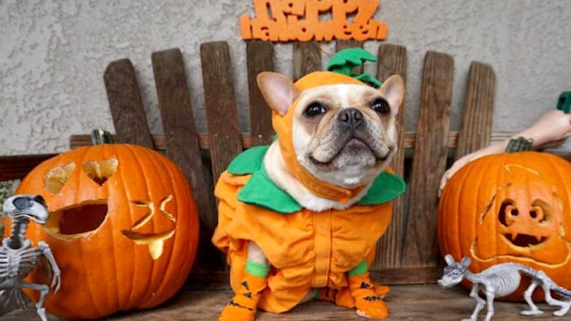 Halloween Costumes For A Feminist Dog