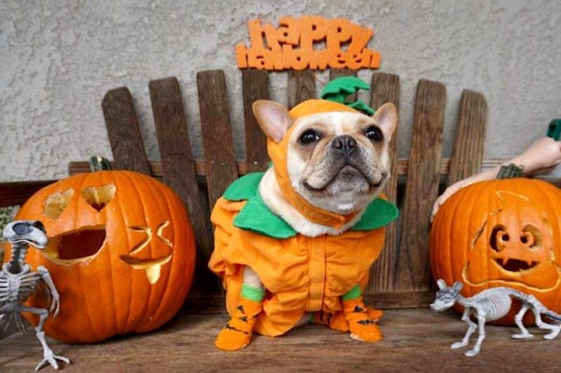 Halloween Costumes For A Feminist Dog