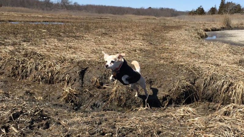 Welcome To (Super-Queer) Parkour For Canines