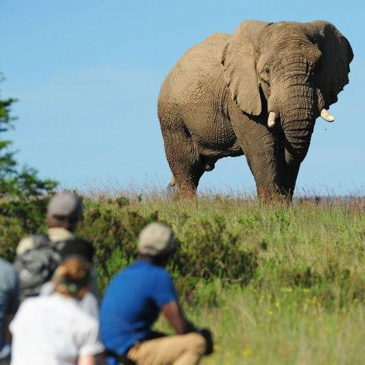 African Elephant