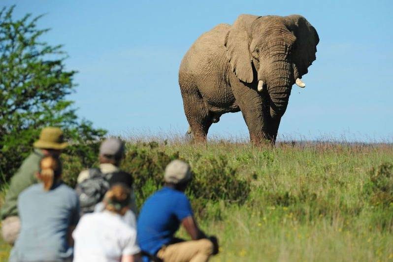 African Elephant