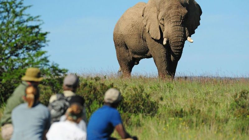 African Elephant