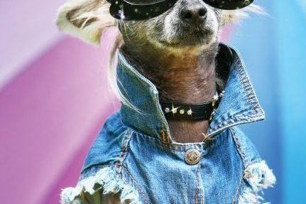 Small dog dressed up for dog show