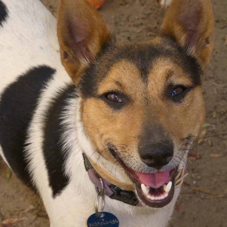 Meet Bobby Dove a lovable pup that needs a home