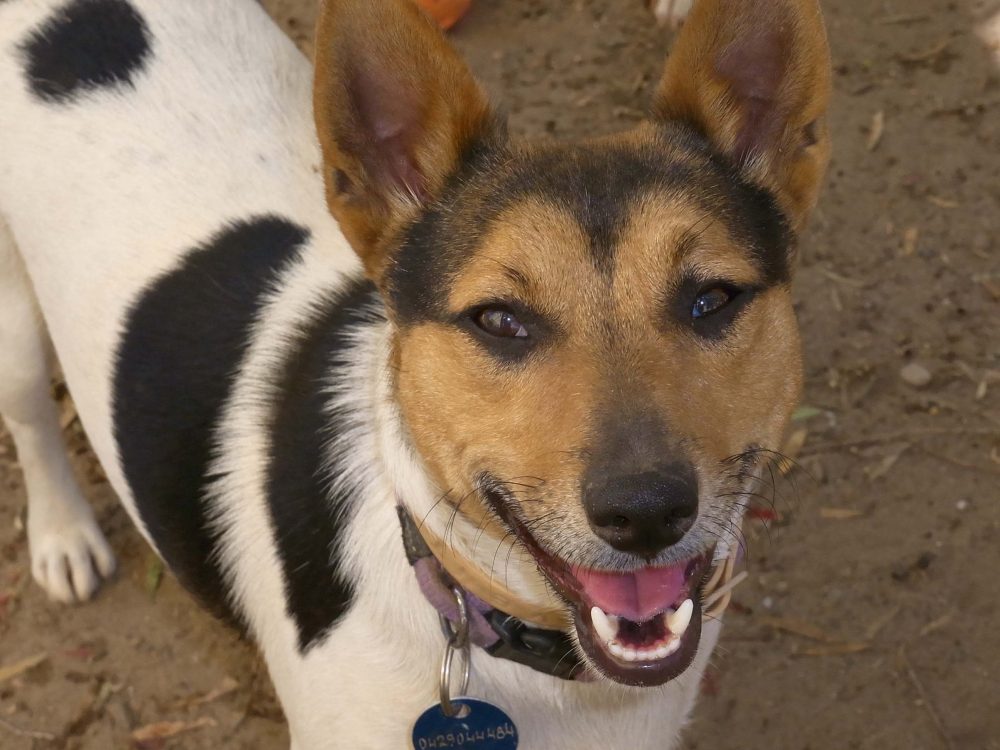 Meet Bobby Dove a lovable pup that needs a home