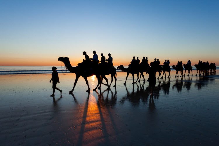 Camels on Cable Beach WA