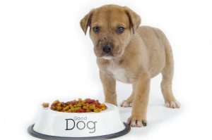 Puppy in front of a bowl