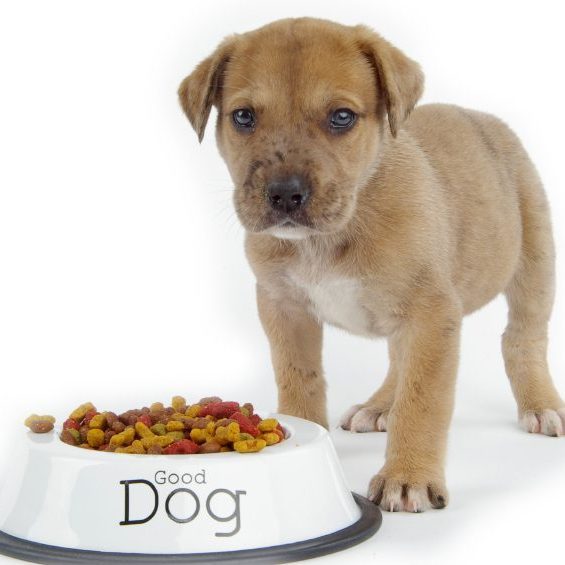 Puppy in front of a bowl