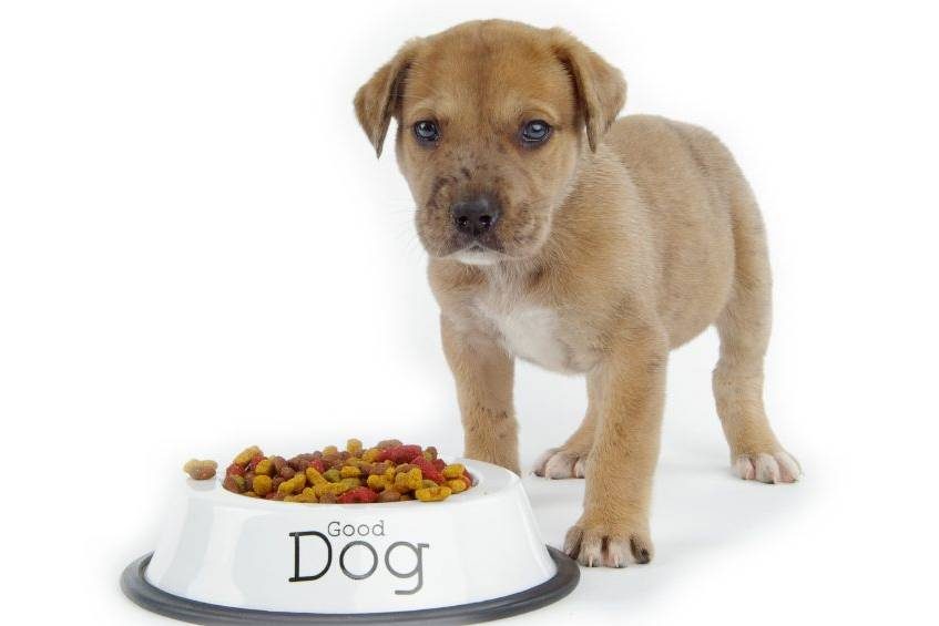 Puppy in front of a bowl