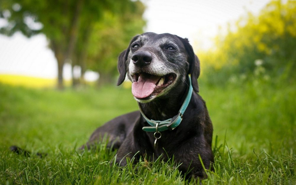 Black large dog lying on grass