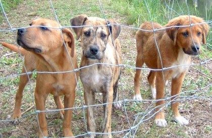 3 dogs behind a fence